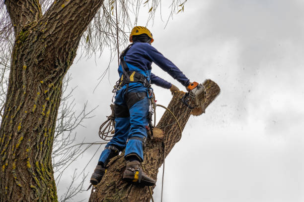 Best Utility Line Clearance  in Lindenhurst, NY
