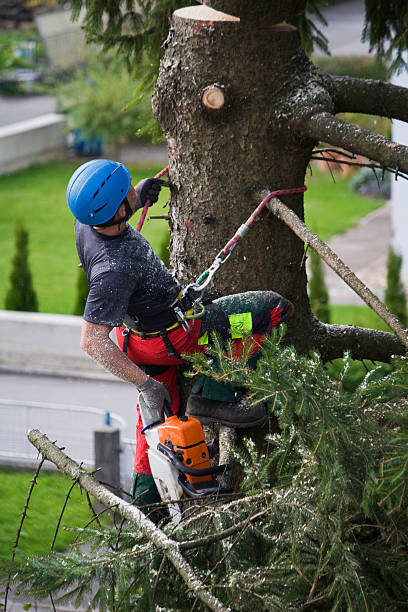Best Root Management and Removal  in Lindenhurst, NY