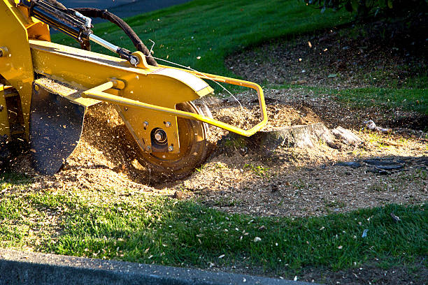 Best Leaf Removal  in Lindenhurst, NY