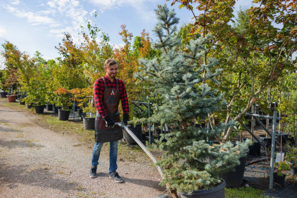  Lindenhurst, NY Tree Removal Pros