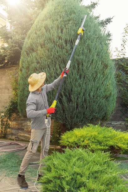 Lindenhurst, NY Tree Removal Company