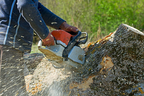 Best Emergency Tree Removal  in Lindenhurst, NY